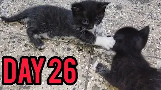 26th birthday of kittens