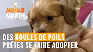 Tout la petite famille de Mia est prête a trouver une nouvelle famille ! 🐶 #AnimauxÀAdopter