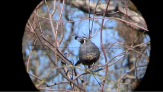 Quail Hunt (Air Rifle)