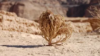 This dead plant will be resurrected! - ZAPPING SAUVAGE
