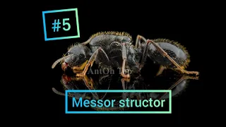 #4 Messor structor - śródziemnomorska mrówka żniwiarka