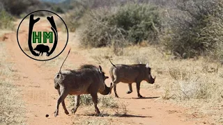 Pirsch auf Warzenschwein und Oryx | Jagd in Namibia - Jagdkrone