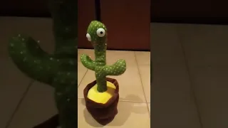 cactus with many many songs, (read description)