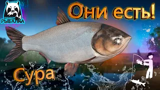 RF4 АКТИВНАЯ ПОКЛЕВКА НА ТРОФЕЙНОМ МЕСТЕ #рр4