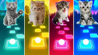 Cute Cats: Lady Gaga Bloody Mary - Shakira Waka Waka - BTS Savage Love & Fake Love | Tiles Hop