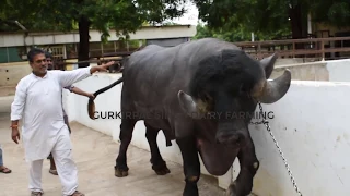 Gujarat Champion Jafarabadi bull at Swami Narayan Temple Sarangpur | 3 साल का इतना बड़ा झोटा