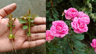 The method of growing red roses from buds the whole world does not know | How to grow rose plant