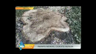 Вырубка деревьев идёт в парке Парижской коммуны в Иркутске