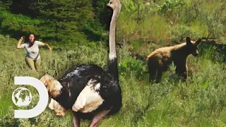 Snowbird Scares A Bear To Defend The Ranch's Ostriches! | Alaskan Bush People