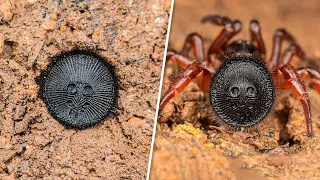 As Aranhas Mais Perigosas do Mundo