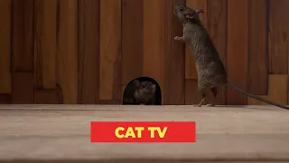 Cat TV 🐁 Mice in The Jerry Mouse Hole For Cats to Watch 🐈
