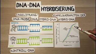 Die DNA-DNA-Hybridisierung (2020)