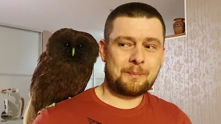 Owl on the shoulder. Fluffy Chocolate Muffin