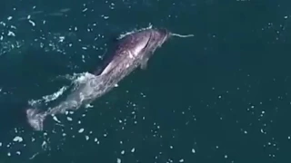 Τάδε Έφη: Never seen before Narwhal whale uses its tusk to stun cod