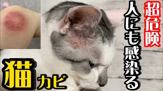 【閲覧注意】猫カビに感染し猫も人間も全滅しました…