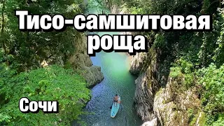 Тисо-самшитовая роща. Сочи