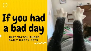If you had a bad day, just watch these daily happy pets | Day 38