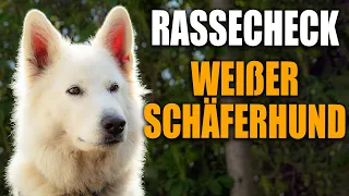 Weißer Schweizer Schäferhund  Rassecheck - Rasseportrait, Rassebeschreibung