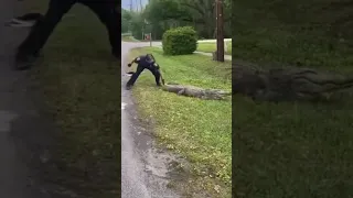 'Shoo!' Police officer shoos alligator away from South Carolina roadway