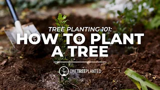 How To Plant A Tree | Plant A Tree Day | One Tree Planted