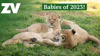 Our most adorable animal babies of 2023