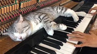 HABURU – The Sleepy Piano Loving Cat