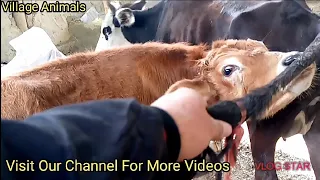 2020 New Small Bull In Love Bull And Cow First Time Friendly Animals | Village animals |