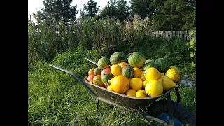 Potravinová soběstačnost - zdravé jídlo zdarma, nebo s nízkými náklady, bez obalů a téměř bez peněz.