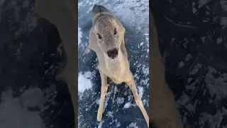 The Deer Found Itself In Icy Trap Until Random People Came To The Rescue 🥹💔  #shorts #viral