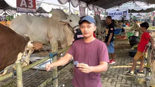 SITUASI KONTES PAGI INI, mencari keberadaan SETIA FARM 🔥