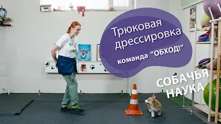 Дрессировка щенка: Команда "Обход!"