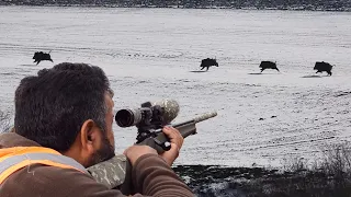 TOP WINTER HUNTING ADVENTURES - EN İYİ KIŞ DOMUZ AVI MACERALARI