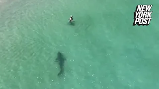 Tiger shark charges unsuspecting swimmer in chilling drone video | New York Post