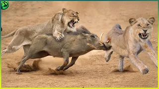 15 Most Terrifying Attacks on Warthogs Caught on Camera