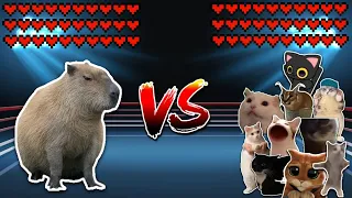 Giant Capybara vs 10 Cats! Meme battle