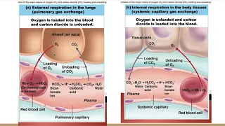 Pulmonary Physiology Part 2