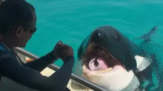 Killer whale Wikie "talks" to researchers