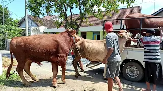 ow nice Dallas Mavericks cowgirl look #farm #reels #shorts baby in Video230 Rosario x Atlético-MG