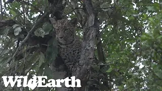 WildEarth - Sunrise  Safari - 11 May 2022