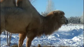 Не купить ли нам верблюда?