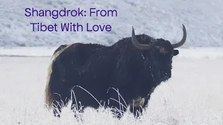 Yarn From Tibet, Shangdrok | Fiberchats, Episode: 276