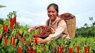 Harvesting Chili Garden go to the Market sell - The best way to eat Chili | Tran Thi Huong