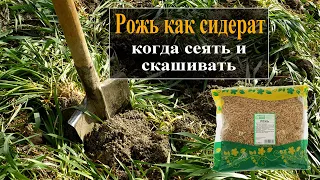 Рожь как сидерат  Обязательно посадите для улучшения почвы