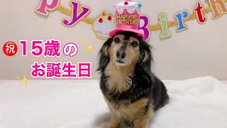 【ダックスフンド】15歳シニア犬の誕生日を全力でお祝い！！愛犬の喜ぶ顔が見たくて【誕生日】