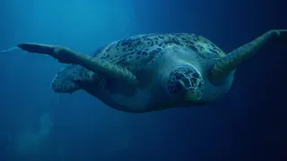 National Marine Aquarium - Hello there!