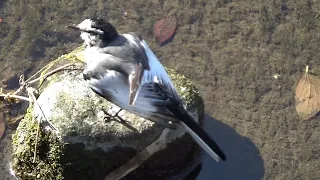 White Wagtail ( Motacilla alba ) Preening and Walking in January 2024