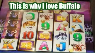 Hoot Loot | Buffalo | bonus Run | sweet win |This is why I love buffalo