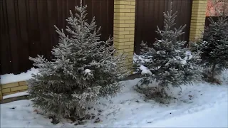 Прогулка. Сибирь.ПЕРВЫЙ МОРОЗ - 20°С.