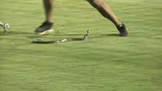 Snake slithers on the field at Missions game