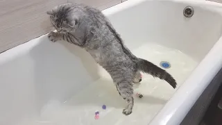 Bathing a kitten and daddy cat for the first time in the bathroom Do cute cats like to swim